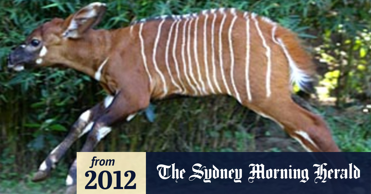 Taronga Zoo unveils rare eastern bongo